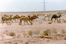Wüste-Kamele-1.jpg